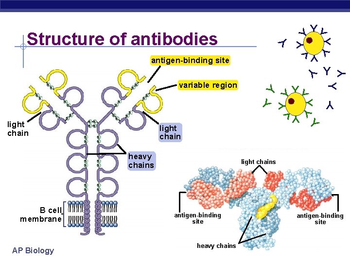 Y YY Y Structure of antibodies s light chain B cell membrane AP Biology