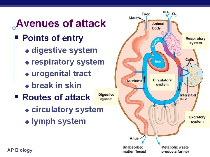 Avenues of attack § Points of entry digestive system u respiratory system u urogenital