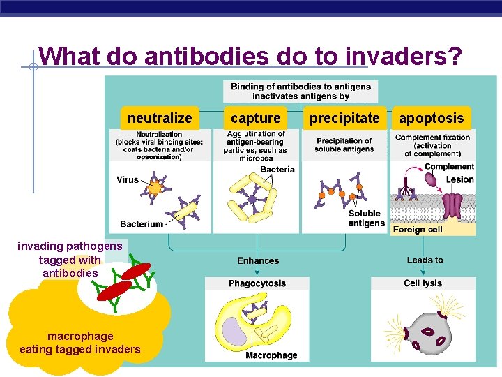 What do antibodies do to invaders? neutralize Y Y Y invading pathogens tagged with