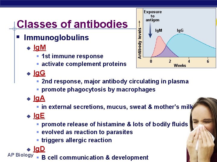 § 1 st immune response § activate complement proteins u Y 0 Ig. G