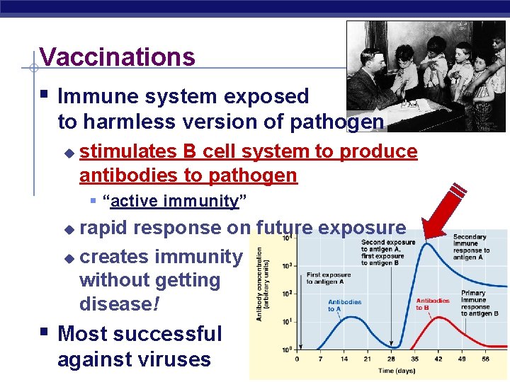 Vaccinations § Immune system exposed to harmless version of pathogen u stimulates B cell