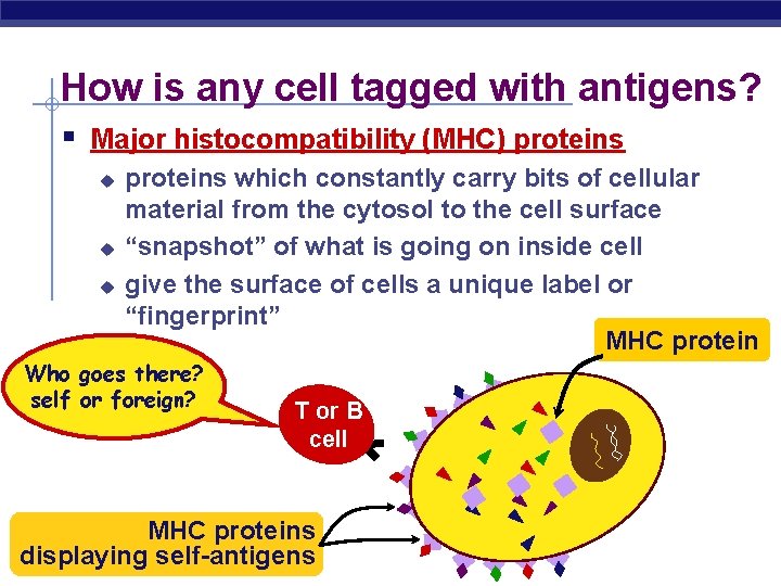 How is any cell tagged with antigens? § Major histocompatibility (MHC) proteins u u