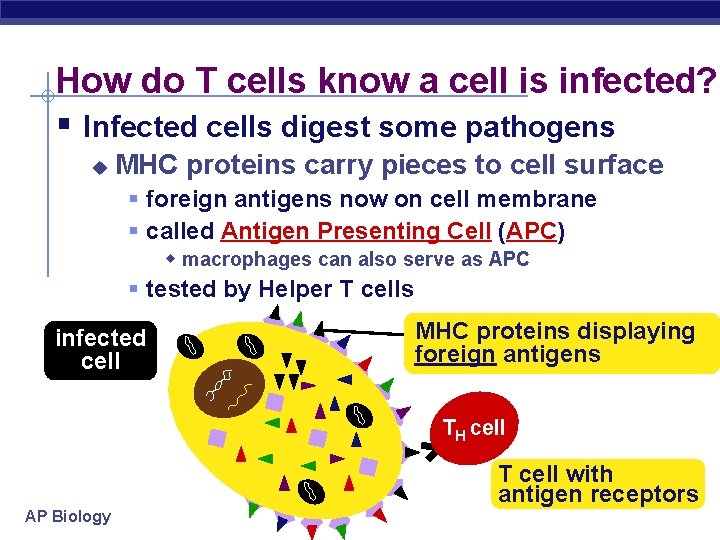 How do T cells know a cell is infected? § Infected cells digest some