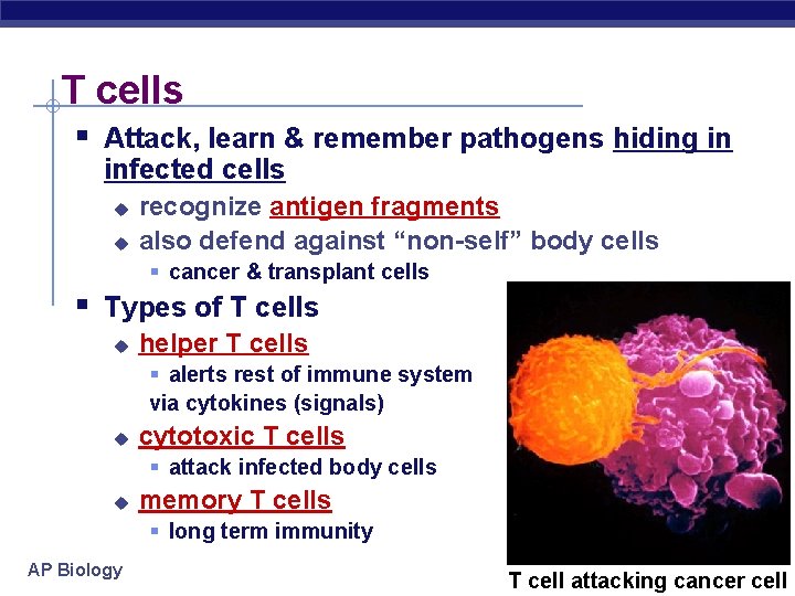 T cells § Attack, learn & remember pathogens hiding in infected cells u u