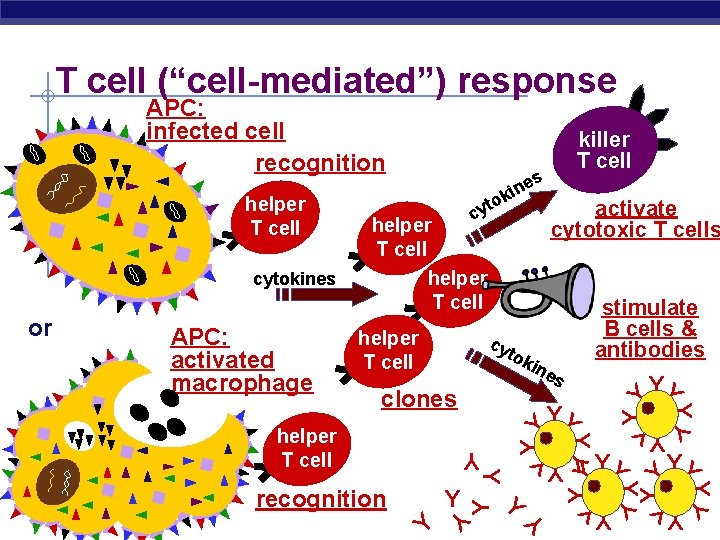 T cell (“cell-mediated”) response tok clones YY Y Y Y Y Y Y recognition