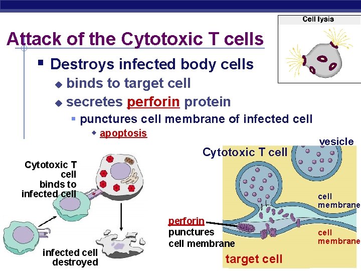 Attack of the Cytotoxic T cells § Destroys infected body cells binds to target