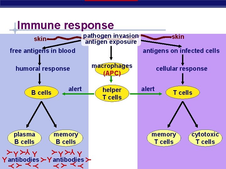 Immune response pathogen invasion antigen exposure skin free antigens in blood antigens on infected