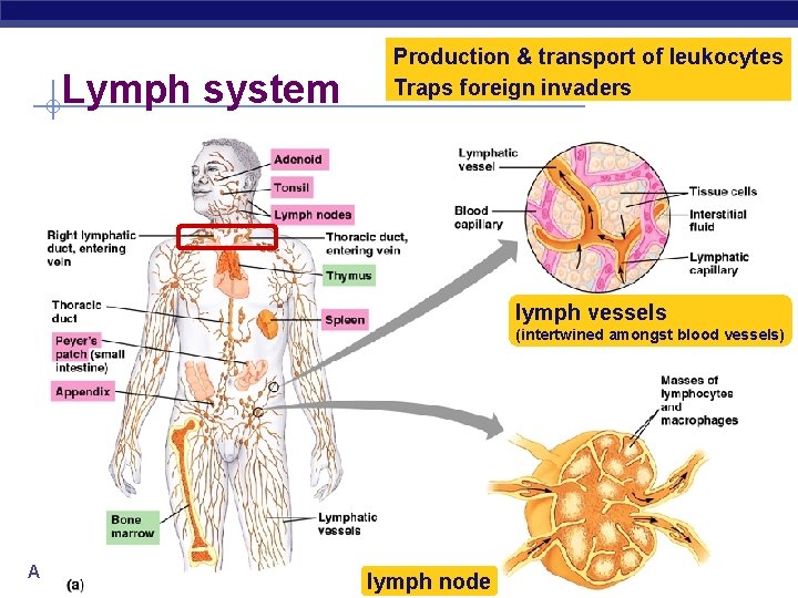 Lymph system Production & transport of leukocytes Traps foreign invaders lymph vessels (intertwined amongst