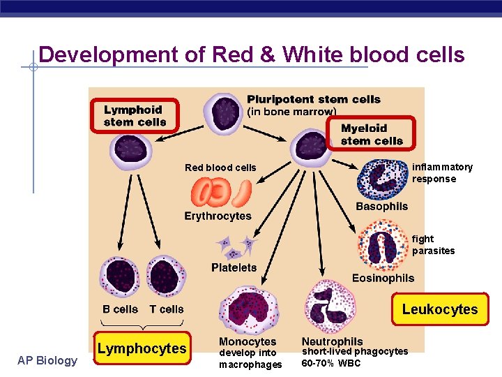 Development of Red & White blood cells inflammatory response Red blood cells fight parasites