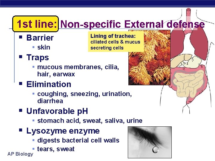 1 st line: Non-specific External defense § Barrier § skin Lining of trachea: ciliated