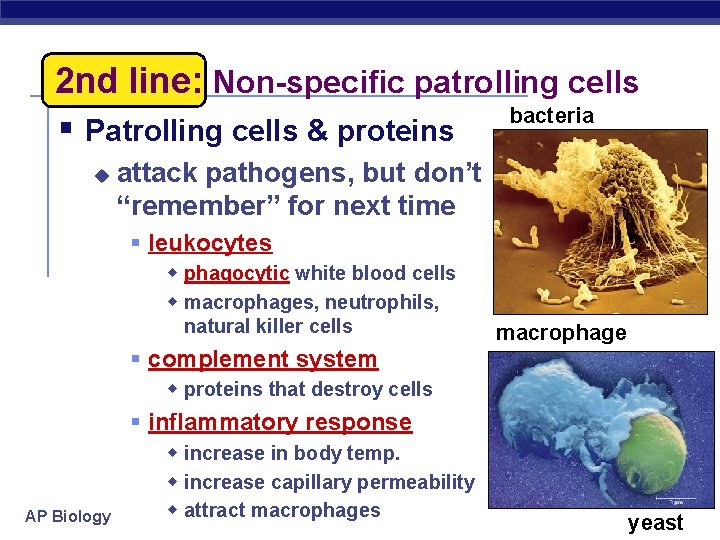 2 nd line: Non-specific patrolling cells bacteria § Patrolling cells & proteins u attack