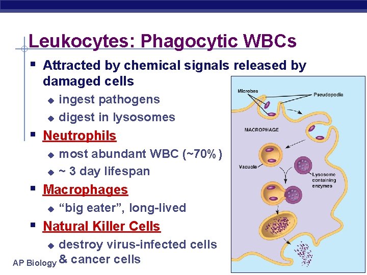 Leukocytes: Phagocytic WBCs § Attracted by chemical signals released by damaged cells u u