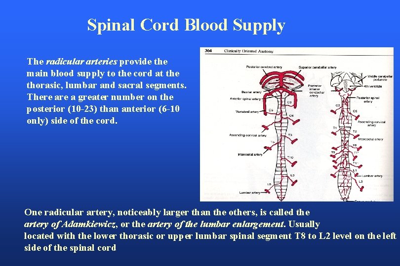 Spinal Cord Blood Supply The radicular arteries provide the main blood supply to the