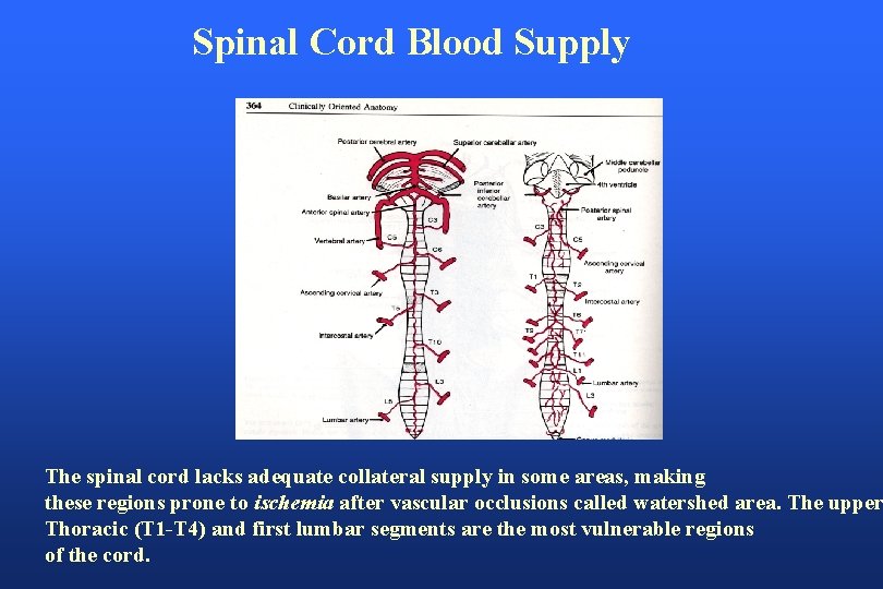 Spinal Cord Blood Supply The spinal cord lacks adequate collateral supply in some areas,