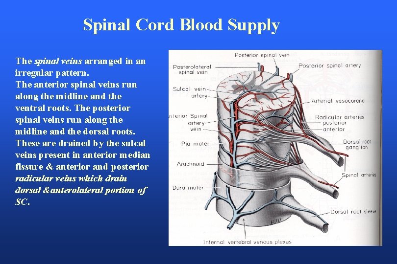 Spinal Cord Blood Supply The spinal veins arranged in an irregular pattern. The anterior