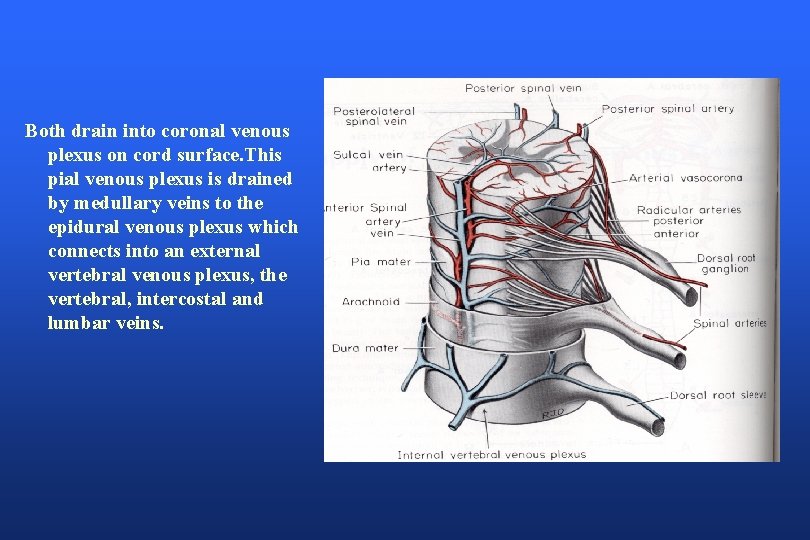 Both drain into coronal venous plexus on cord surface. This pial venous plexus is