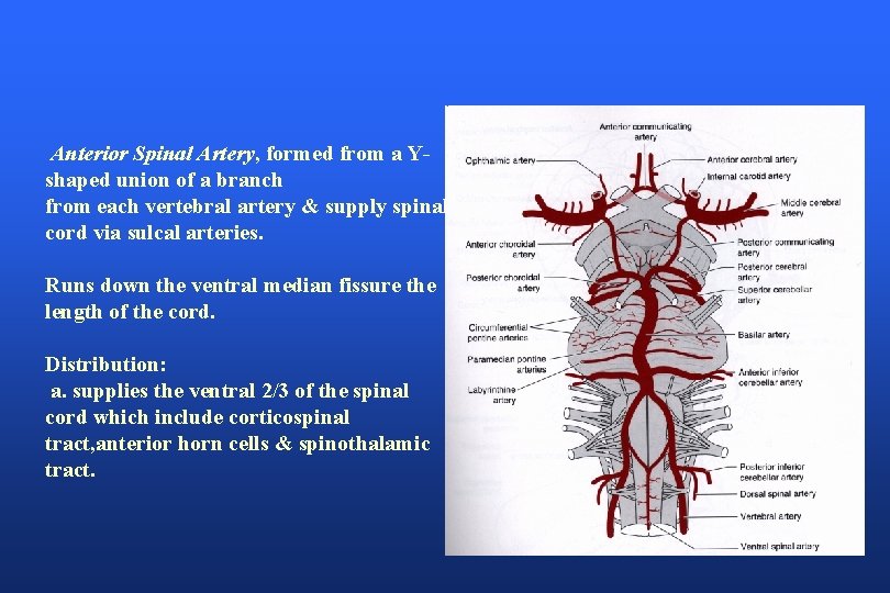 Anterior Spinal Artery, formed from a Yshaped union of a branch from each vertebral