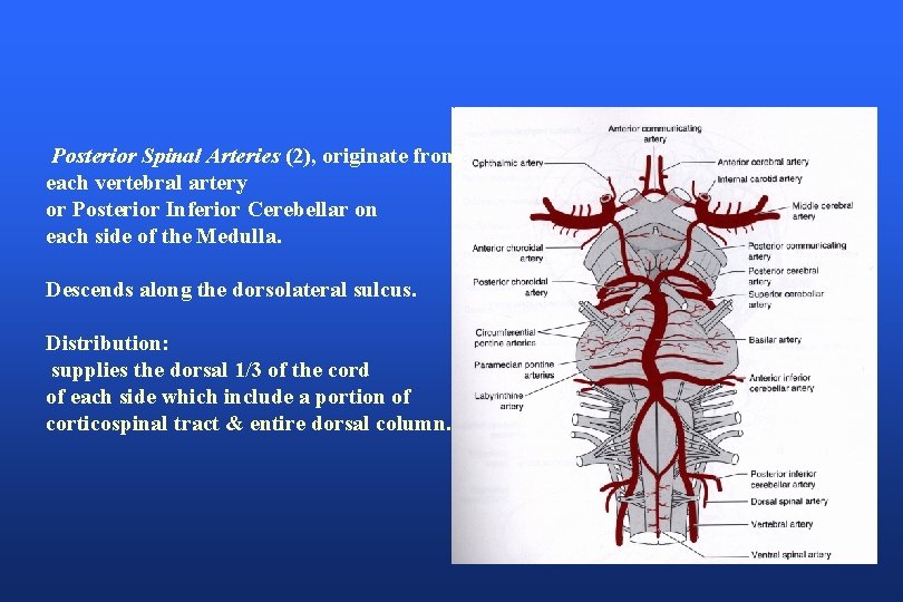 Posterior Spinal Arteries (2), originate from each vertebral artery or Posterior Inferior Cerebellar on