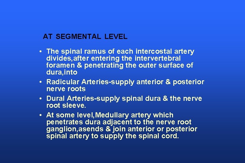 AT SEGMENTAL LEVEL • The spinal ramus of each intercostal artery divides, after entering