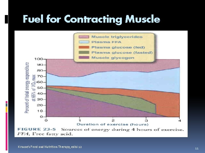 Fuel for Contracting Muscle Krause’s Food and Nutrition Therapy, edisi 12 11 