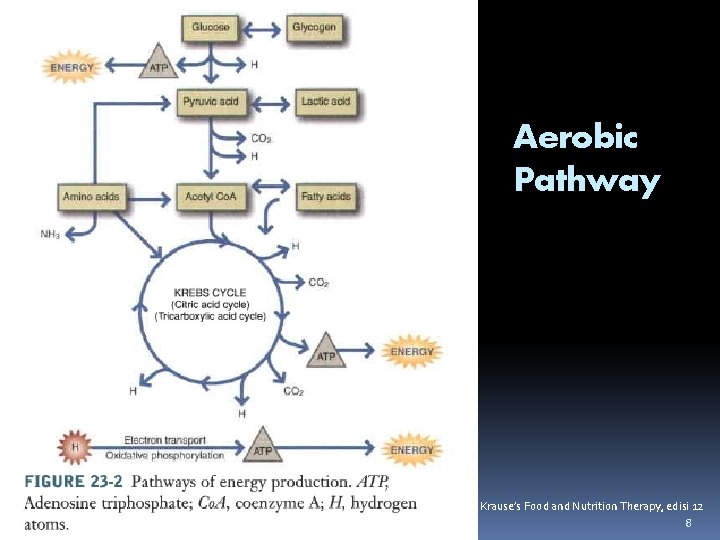 Aerobic Pathway Krause’s Food and Nutrition Therapy, edisi 12 8 