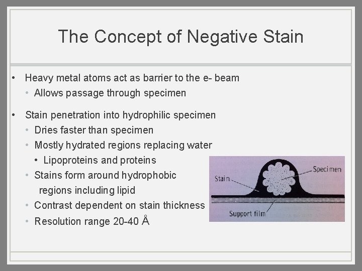 The Concept of Negative Stain • Heavy metal atoms act as barrier to the