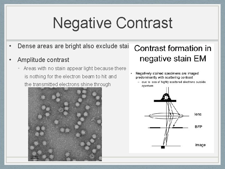 Negative Contrast • Dense areas are bright also exclude stain • Amplitude contrast •