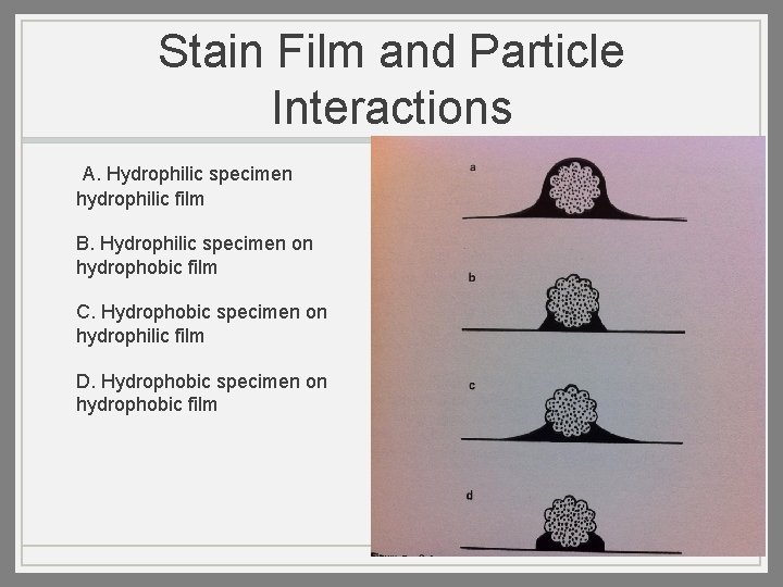 Stain Film and Particle Interactions A. Hydrophilic specimen hydrophilic film B. Hydrophilic specimen on