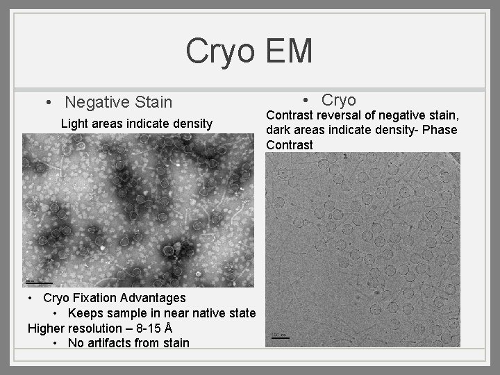 Cryo EM • Negative Stain Light areas indicate density • Cryo Fixation Advantages •