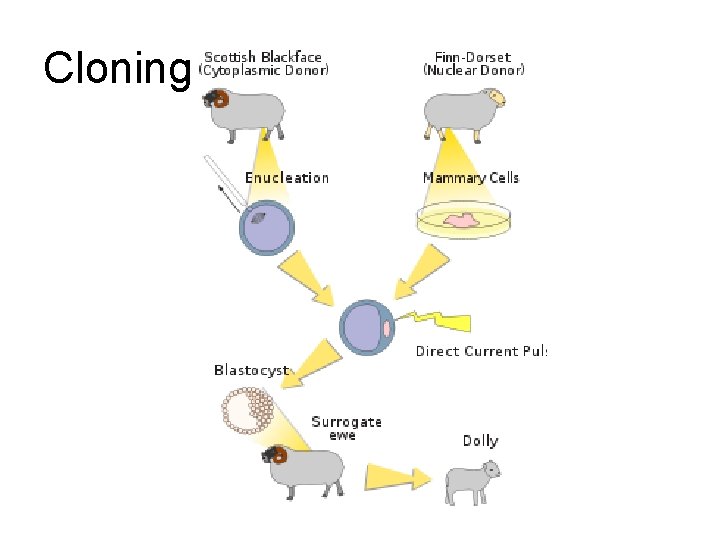 Cloning 