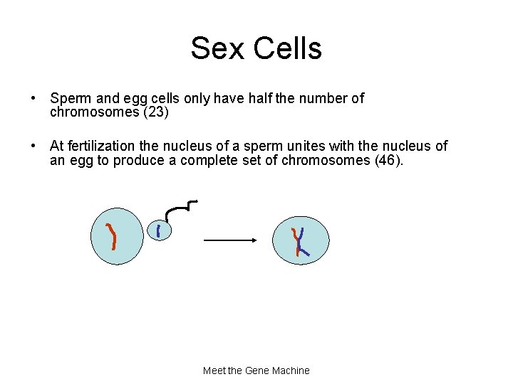 Sex Cells • Sperm and egg cells only have half the number of chromosomes