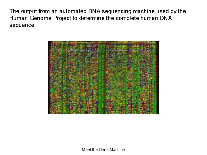The output from an automated DNA sequencing machine used by the Human Genome Project