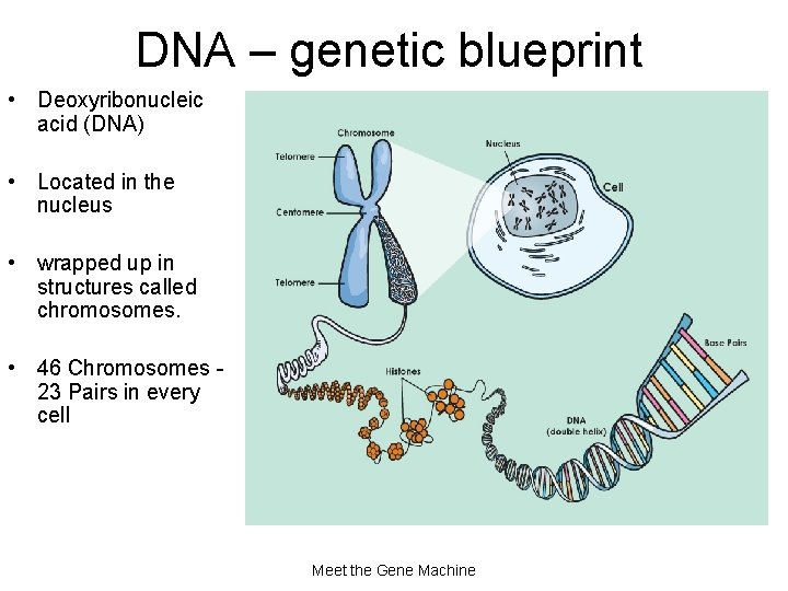 DNA – genetic blueprint • Deoxyribonucleic acid (DNA) • Located in the nucleus •