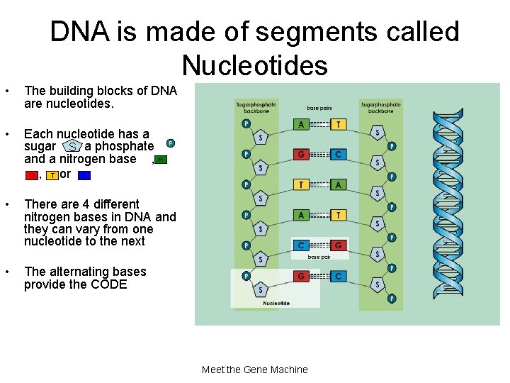 DNA is made of segments called Nucleotides • The building blocks of DNA are