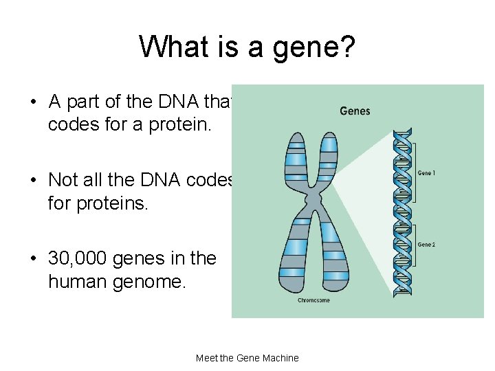 What is a gene? • A part of the DNA that codes for a