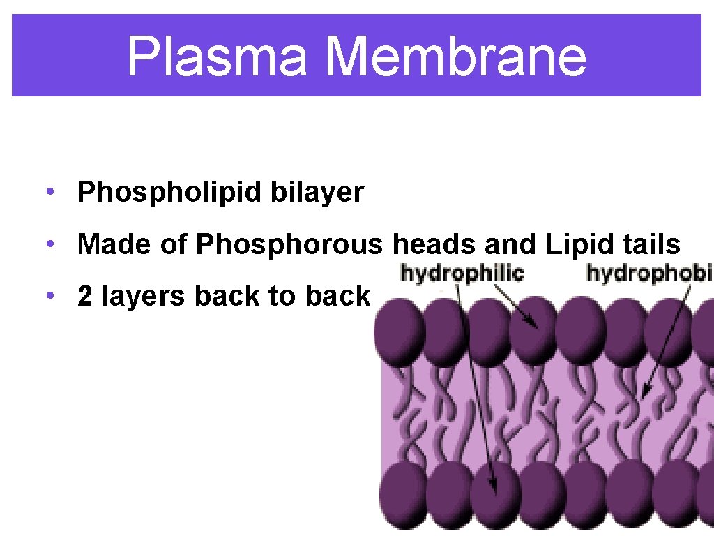 Plasma Membrane • Phospholipid bilayer • Made of Phosphorous heads and Lipid tails •