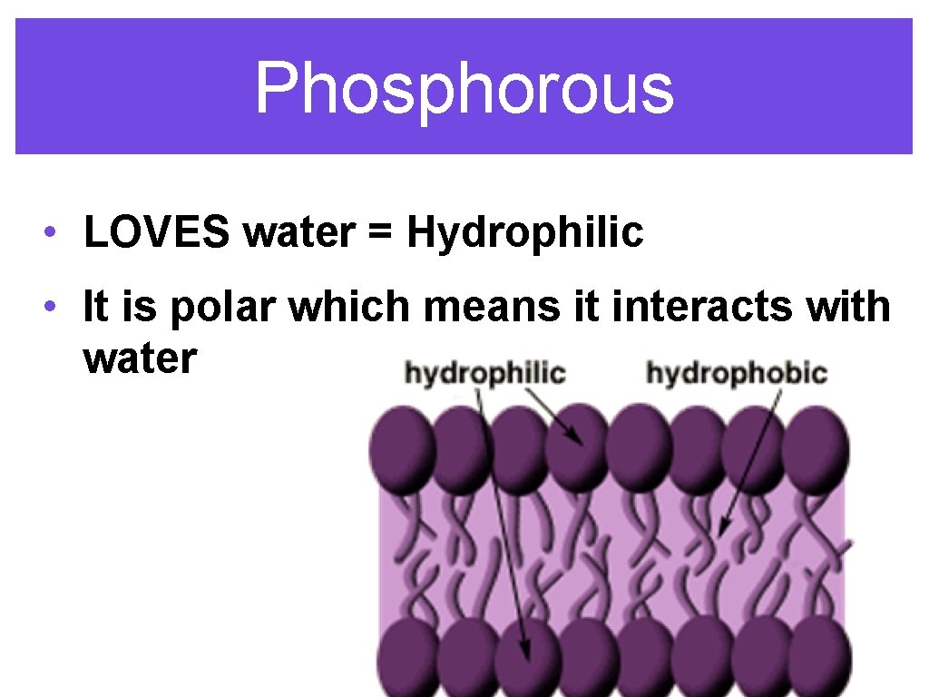 Phosphorous • LOVES water = Hydrophilic • It is polar which means it interacts
