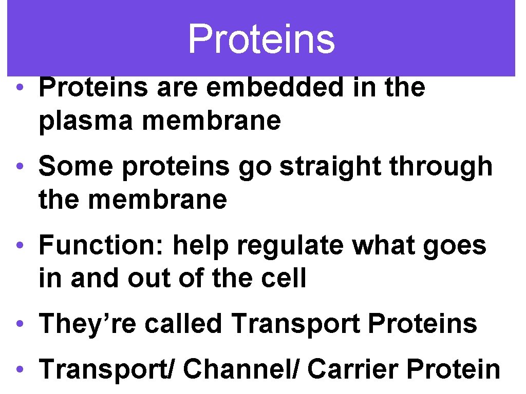 Proteins • Proteins are embedded in the plasma membrane • Some proteins go straight