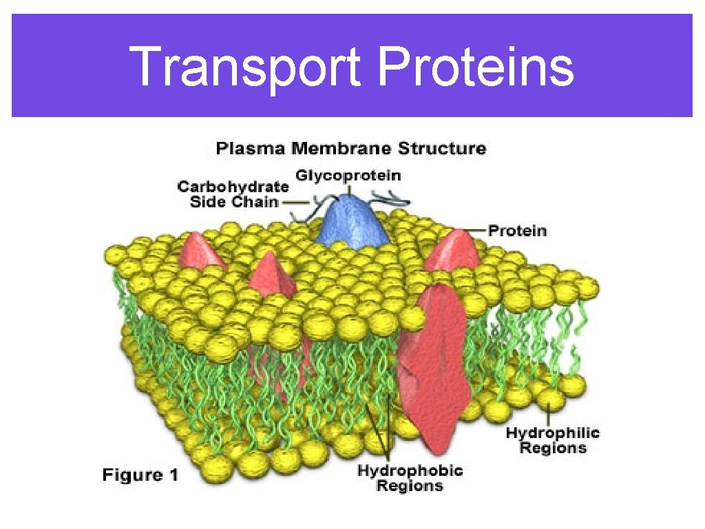 Transport Proteins 