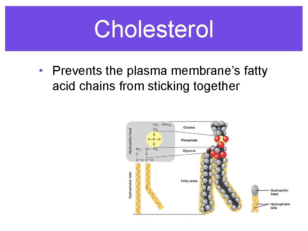 Cholesterol • Prevents the plasma membrane’s fatty acid chains from sticking together 