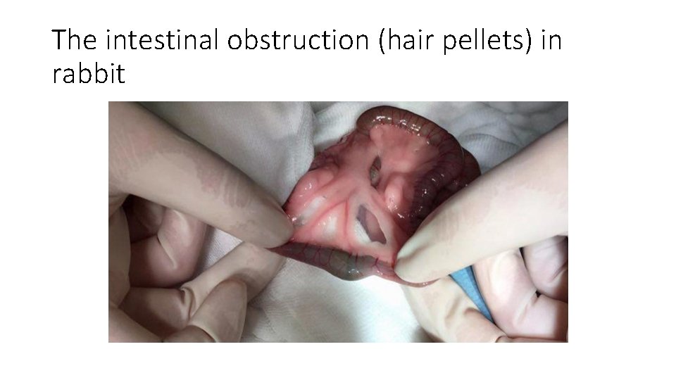 The intestinal obstruction (hair pellets) in rabbit 