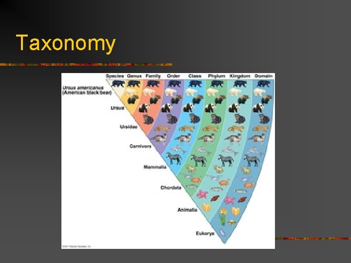 Taxonomy 