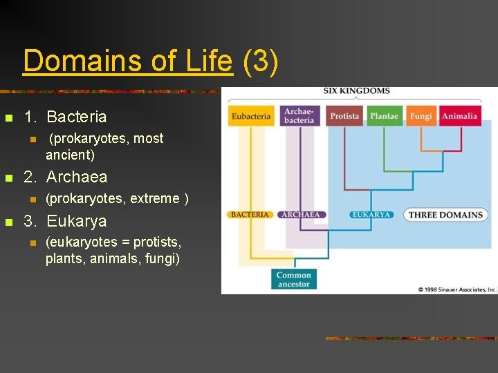 Domains of Life (3) n 1. Bacteria n n 2. Archaea n n (prokaryotes,