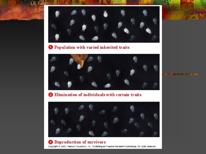 LE 1 -6 b Population with varied inherited traits Elimination of individuals with certain