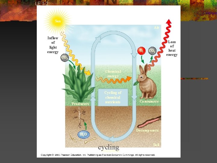 LE 1 -2 Sun Air Inflow of light energy O 2 CO 2 Chemical