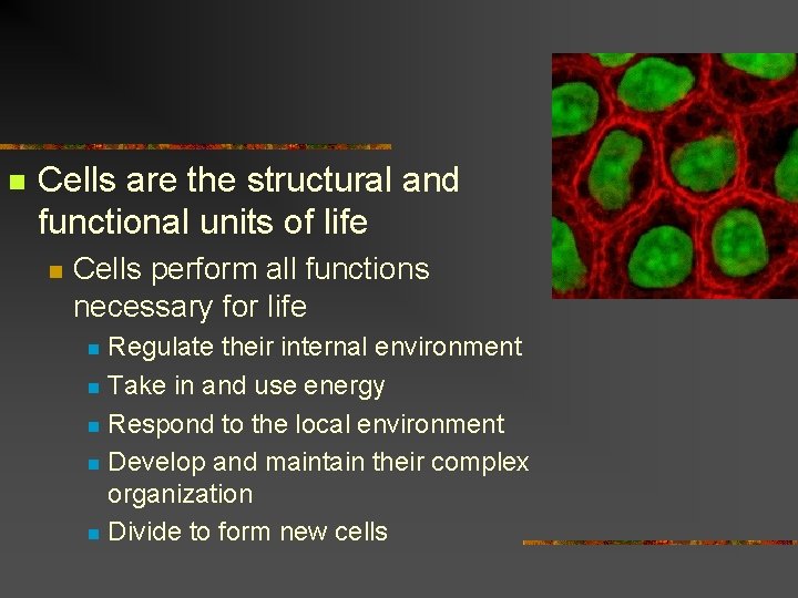 n Cells are the structural and functional units of life n Cells perform all