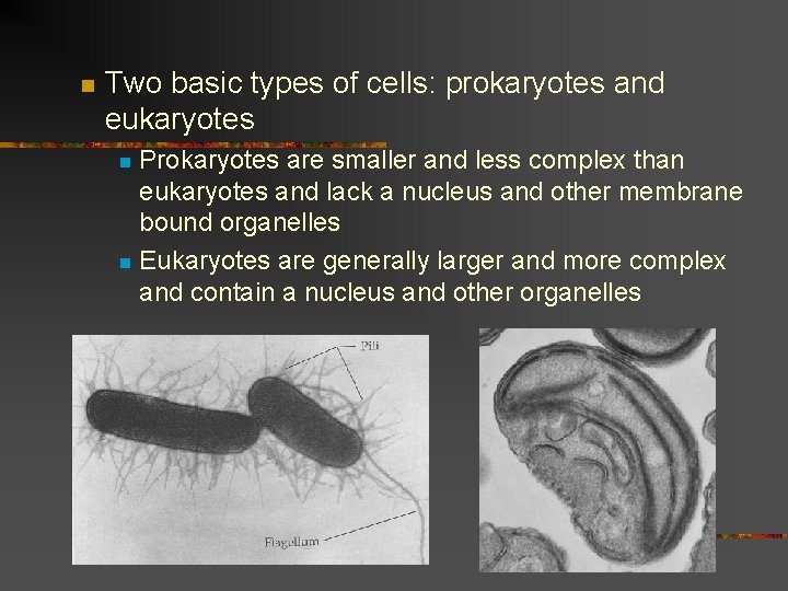 n Two basic types of cells: prokaryotes and eukaryotes Prokaryotes are smaller and less