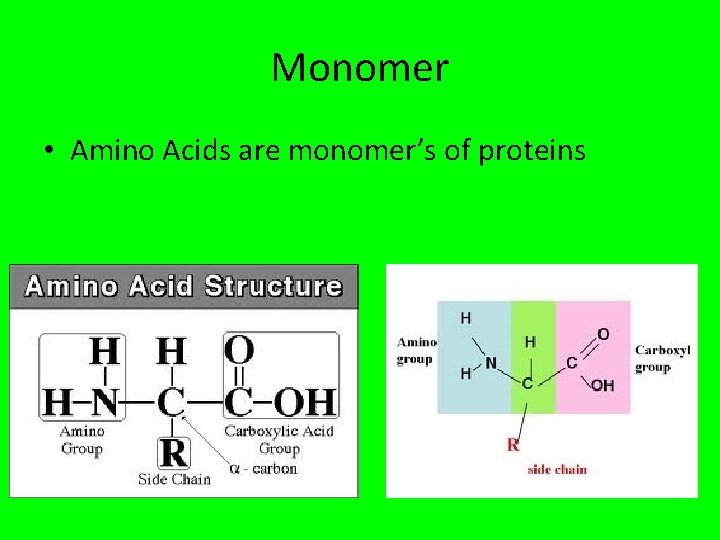 Monomer • Amino Acids are monomer’s of proteins 
