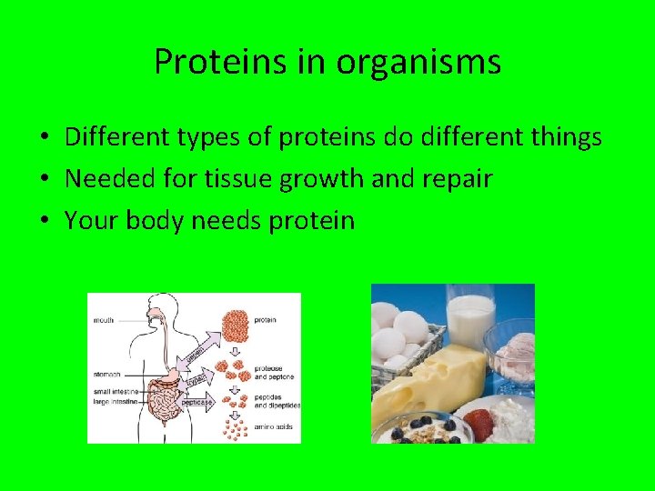 Proteins in organisms • Different types of proteins do different things • Needed for