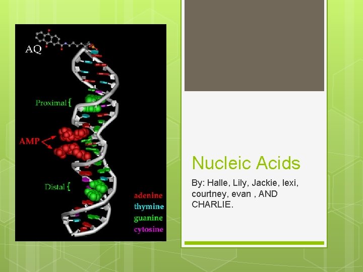 Nucleic Acids By: Halle, Lily, Jackie, lexi, courtney, evan , AND CHARLIE. 